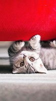 descargar wallpaper de animales
